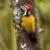 Datel zlatohrbety - Dinopium javanense - Common Flameback o1248